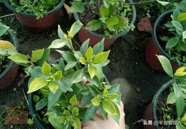 栀子花烂根最好的处理方法,栀子花烂根怎么补救最快最有效