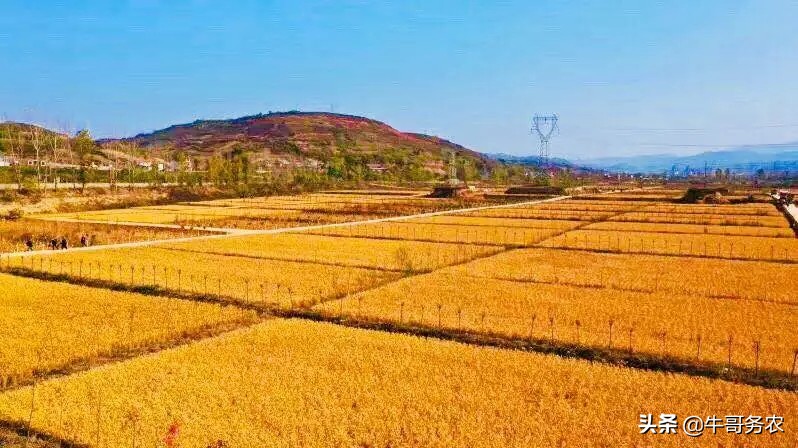 碾米机提升机工作原理,碾米机提升机换皮教程视频