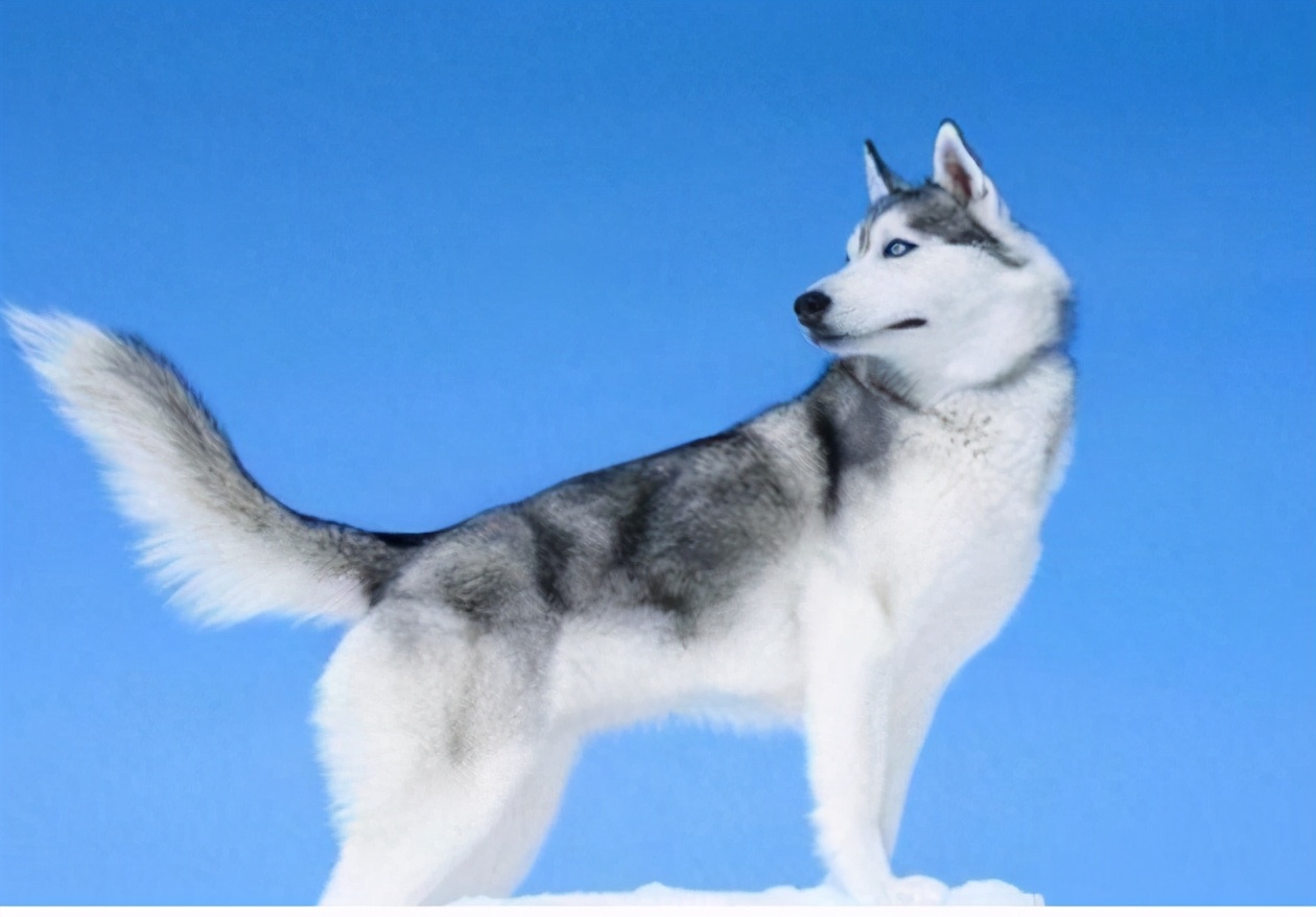 家里养只哈士奇可以辟邪吗,哈士奇的好处和坏处