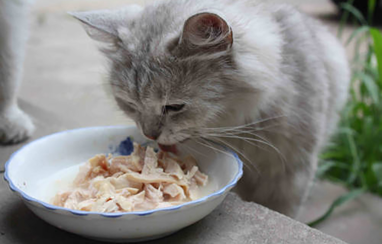 猫咪食欲不振挑食怎么办,猫咪食欲不振越来越瘦吃什么