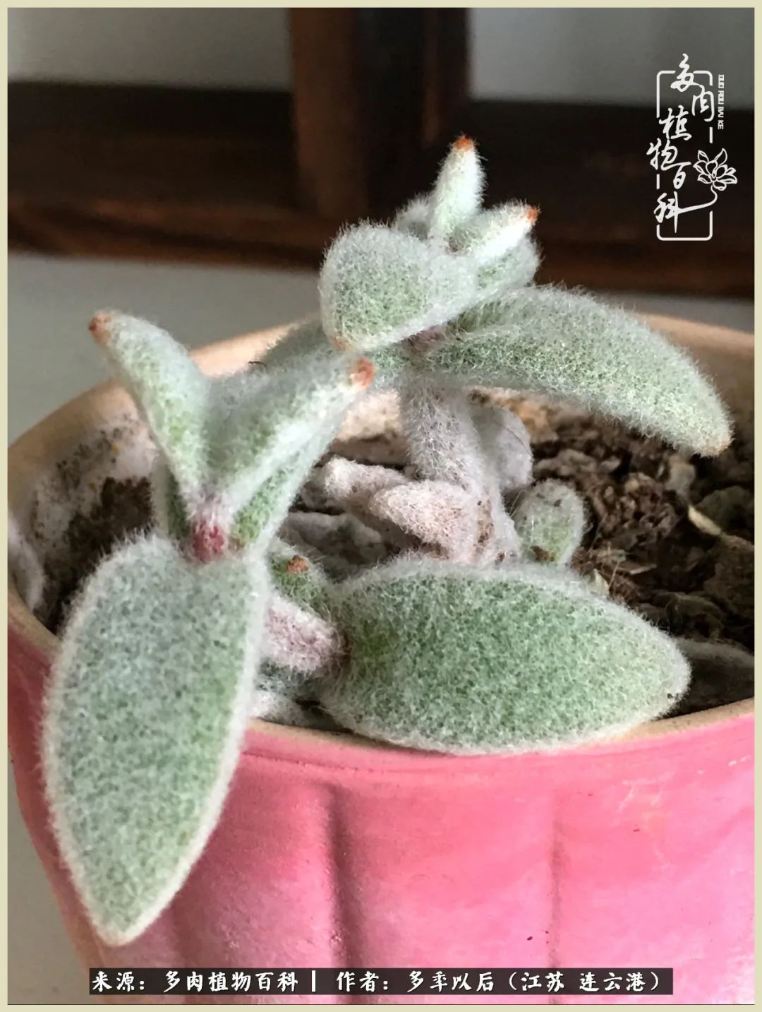 多去花前谈以后，少来月下忆当年