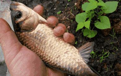 青蚯蚓和红蚯蚓哪个钓鱼效果好,大蚯蚓钓鱼好还是小蚯蚓好