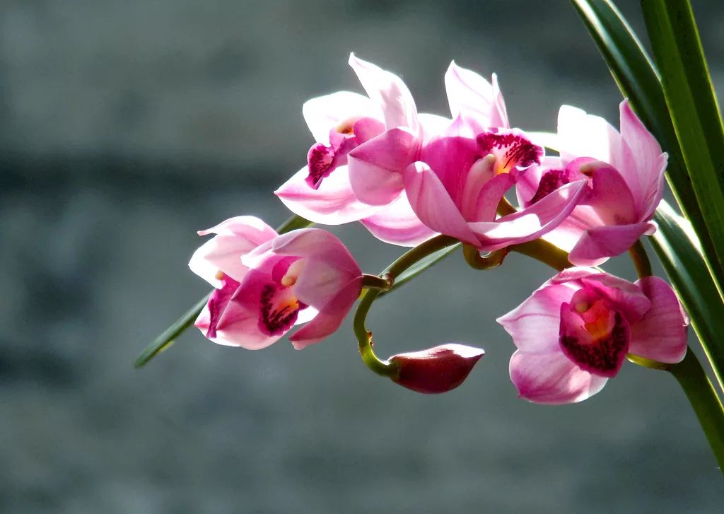 兰花肥料兰花专用土,兰花施肥用什么肥料最好