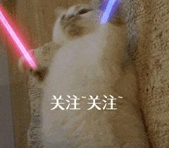 博美犬六大禁忌食物,博美犬可以吃哪些水果