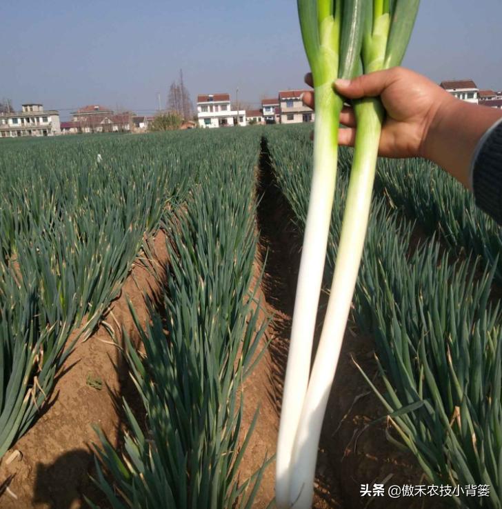 怎样种出大葱,如何种出来的大葱甜不辣