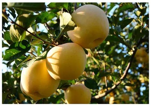 山水望城，“桃”醉你我，通体洁白、如羊脂玉般的蜜桃您见过吗？