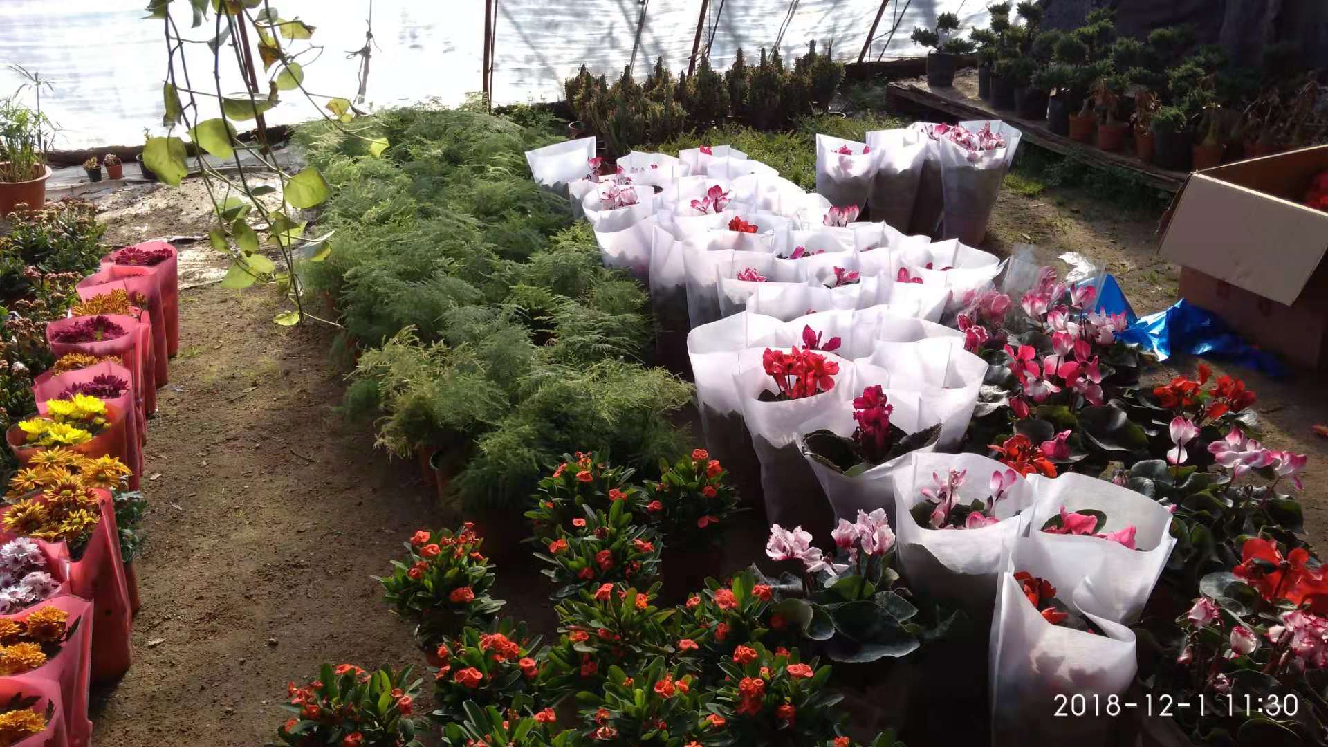 沈阳花卉市场扔花的地方,沈阳花卉市场