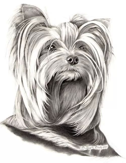 素描动物最全的收集,精微素描动物临摹高清大图