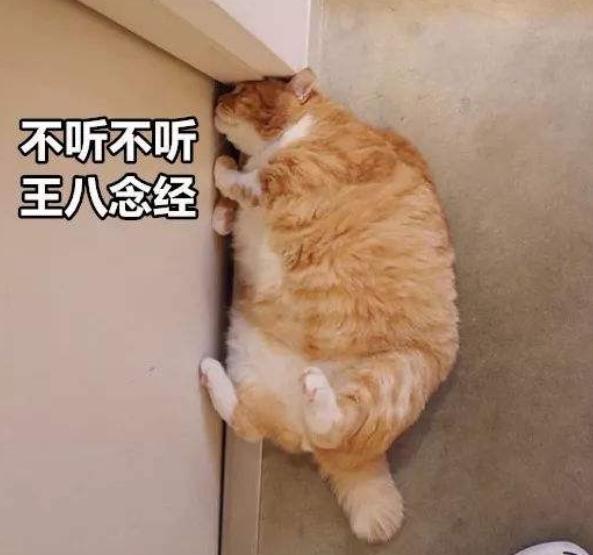 下班回家突然发现猫不见了,下班回家发现猫咪没精神