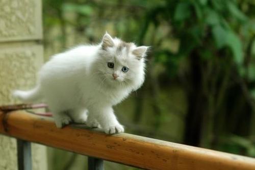 为什么不可以拽猫猫的尾巴,拽猫尾巴能引起什么后果