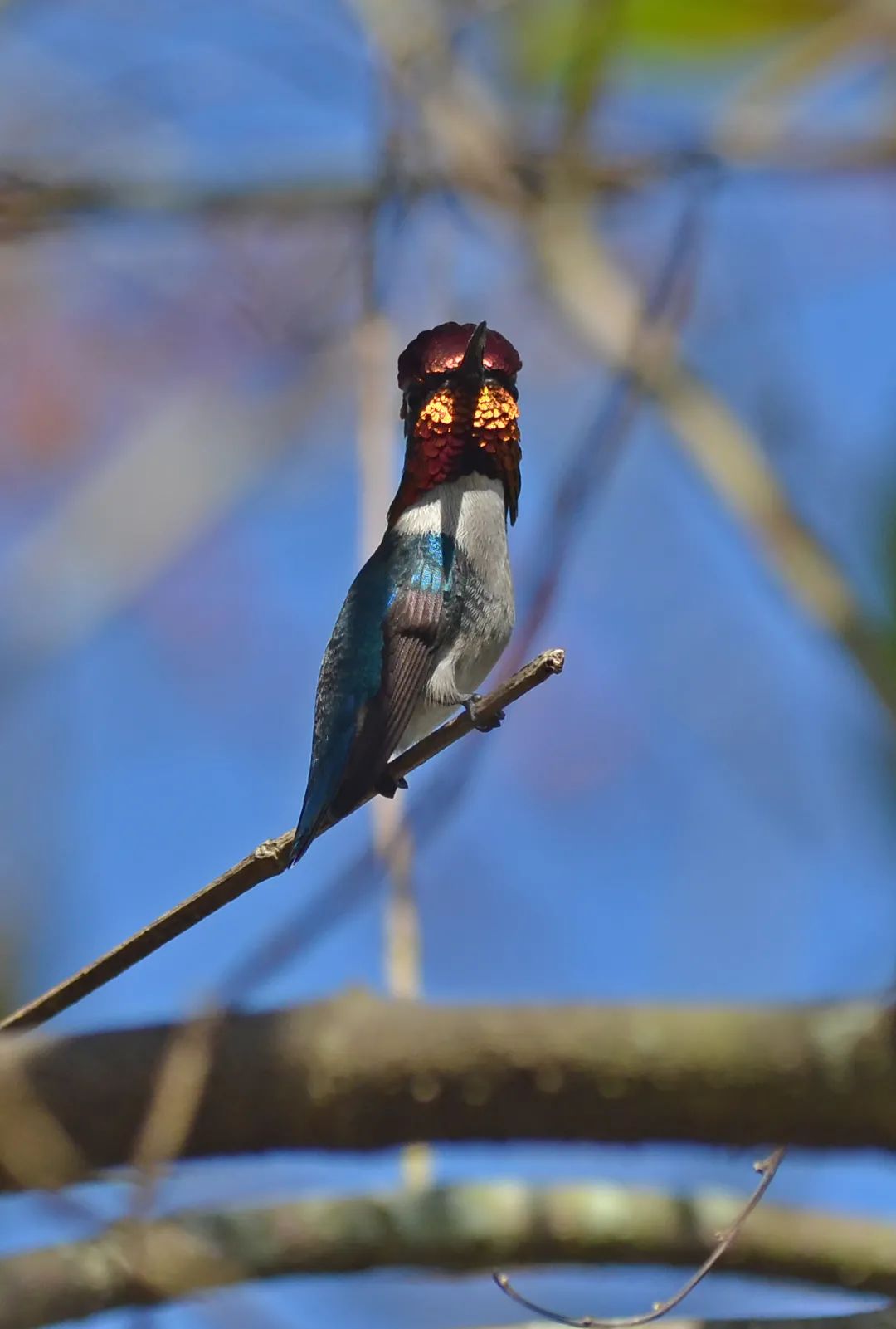 吸蜜蜂鸟简介,吸花蜜的鸟图片