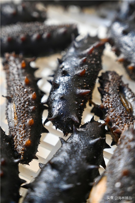 野生海参探店,野生海参采捕视频大全