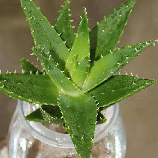 芦荟长得不肥是什么原因,芦荟长得又瘦又细是什么原因