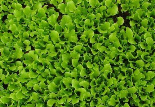 绿油油的青菜,绿油油的菜好美味