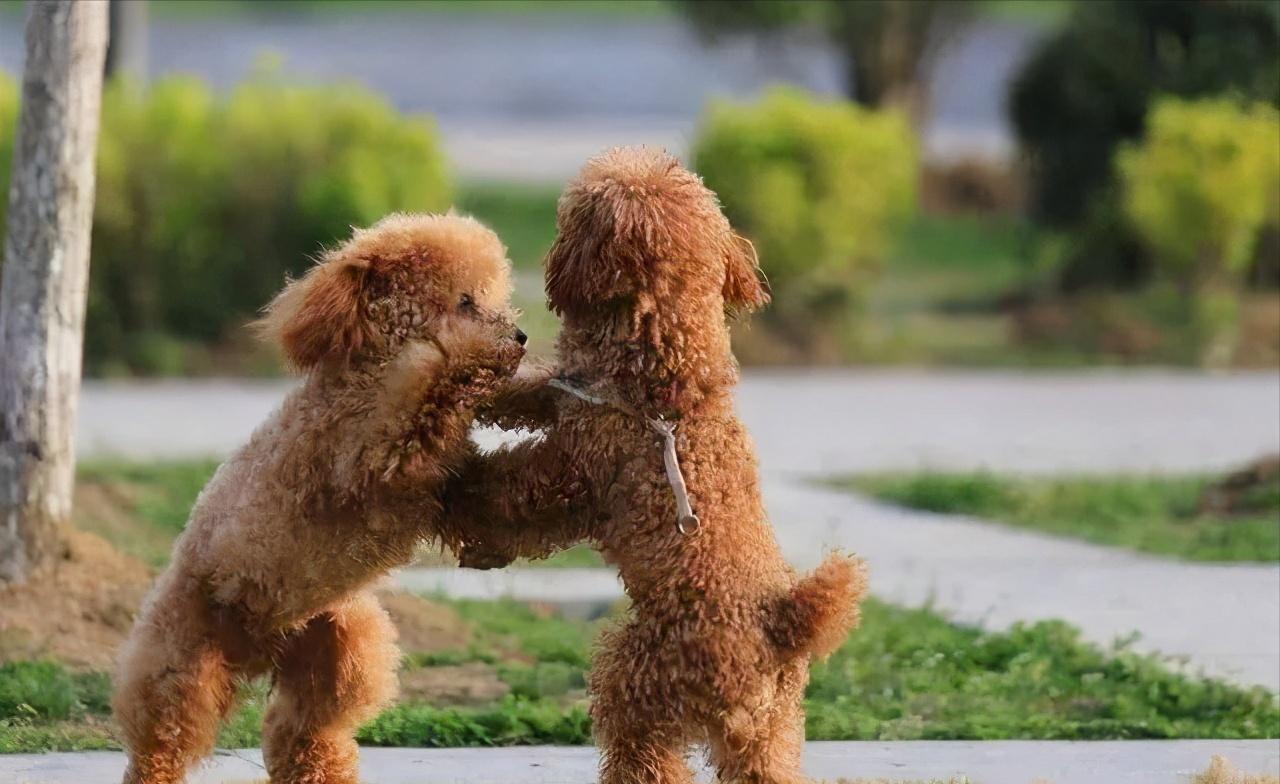 很可爱的狗被主人抛弃,可爱的泰迪被打残废