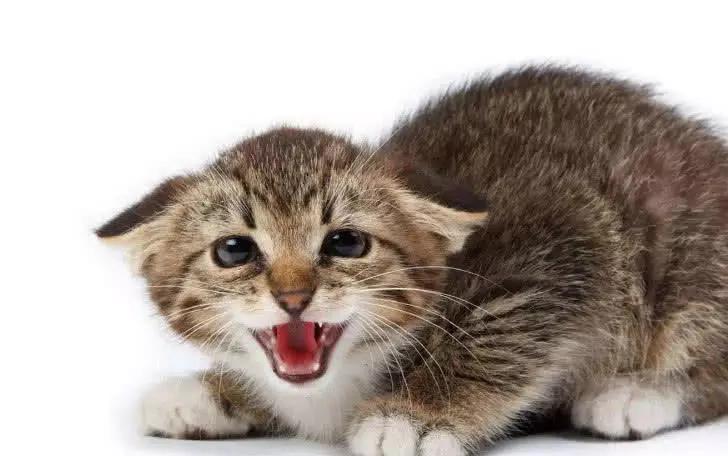 猫的姿态美,猫的姿态怎么描写