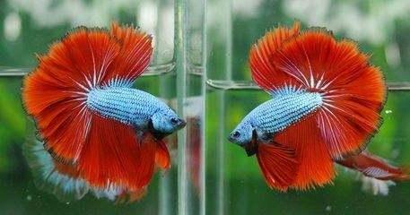 金鱼跟热带鱼哪个好养,新手养金鱼还是热带鱼好
