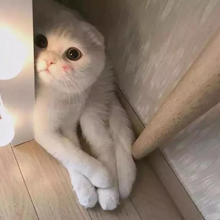 猫咪怀孕怎么去医院检查,猫咪怀孕怎么才知道