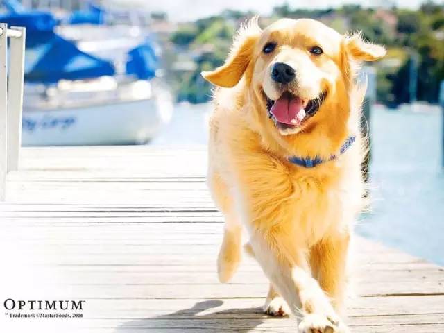 吃太饱出现呕吐,吃太多了狗狗吐了