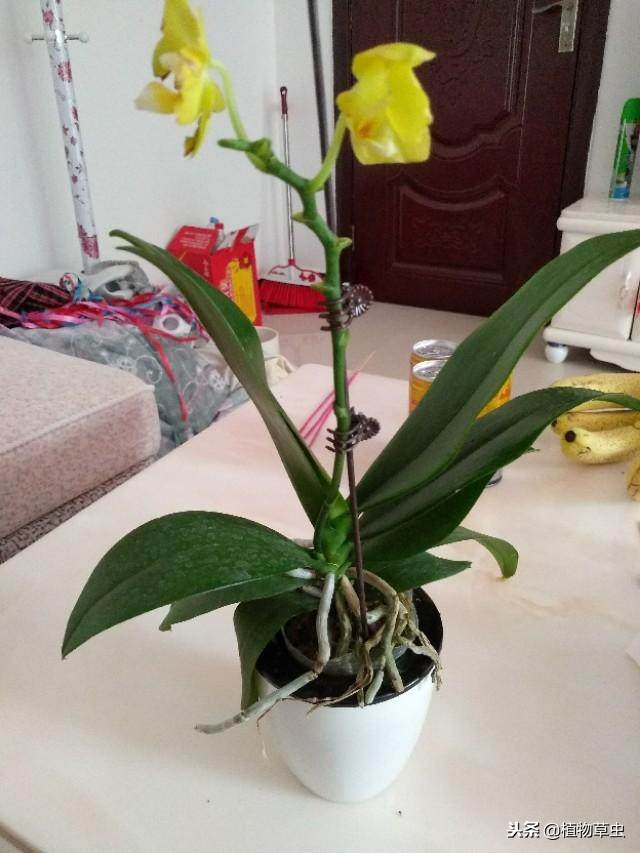 蝴蝶兰买回来怎么养护,网购的蝴蝶兰花后苗怎么养护