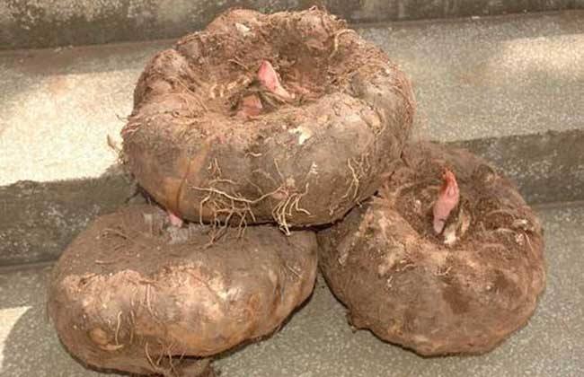 什么样的魔芋有毒,真正的魔芋有毒吗