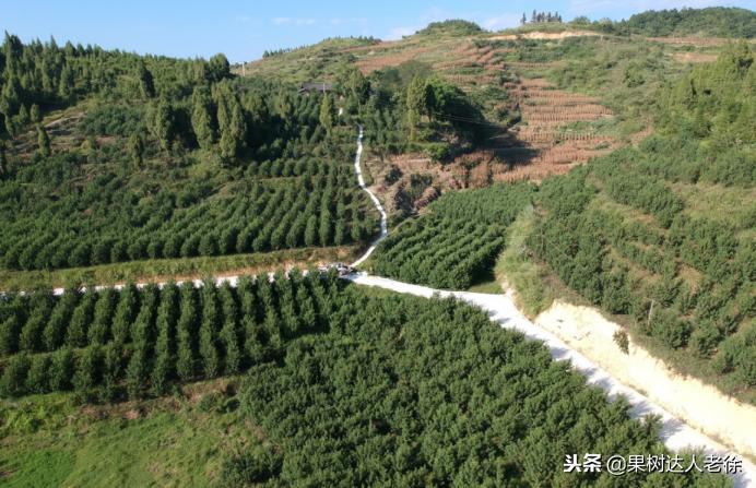 种植桃树的间距是很有讲究的,科学合理的种植模式