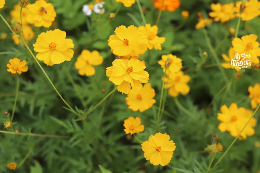 南宁花海公园在哪里,南宁嘉和城附近花海