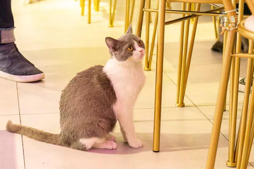 吃饭玩耍一体店,吃饭撸猫二选一