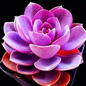 长寿花属多肉类植物,多肉类植物有哪些