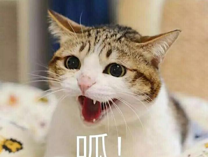 猫咪有不同的肢体动作你能懂它吗 (猫咪各种肢体动作图解)