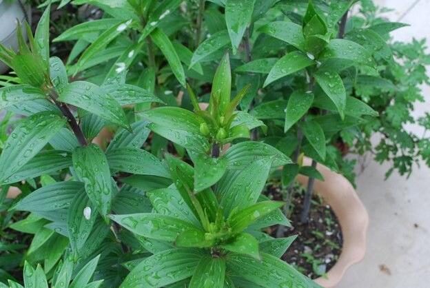 百合花花谢后可以挖出来移栽吗,百合花花谢了还会二次开花吗