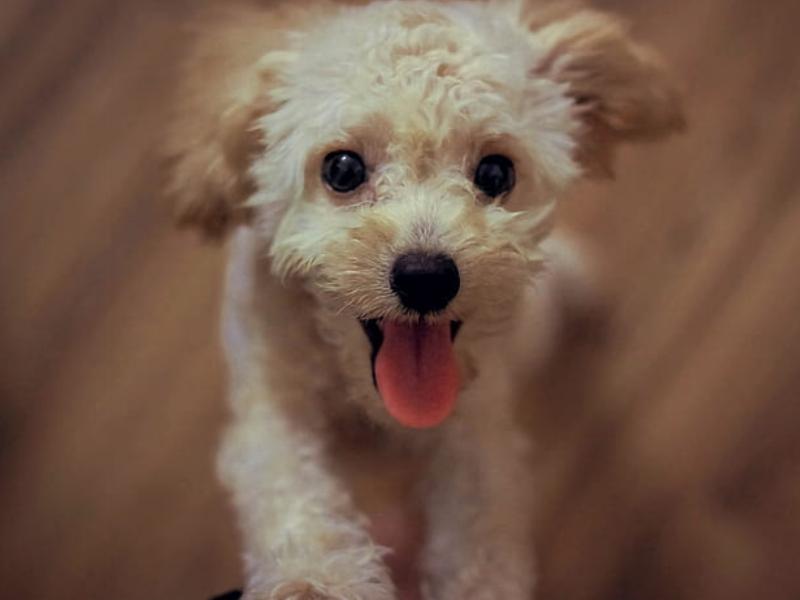 泰迪生了小狗抑郁,泰迪得了皮肤病什么样子