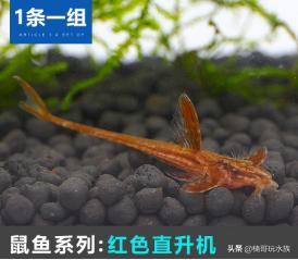 超级超级超级奇葩的观赏鱼,有哪些稀奇古怪的观赏鱼