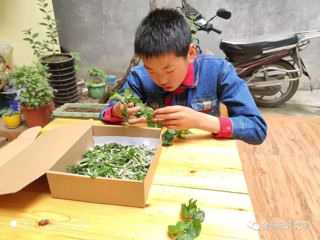 第一次养蚕作文,养蚕的作文三年级300字