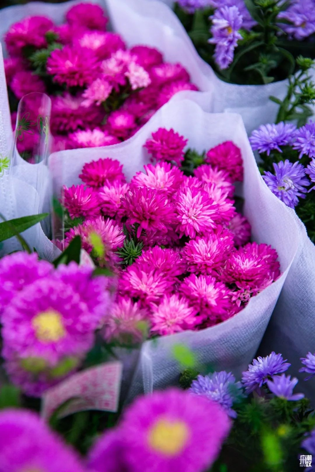 深夜去广州的花卉市场买花,如何逛斗南花卉市场买花便宜
