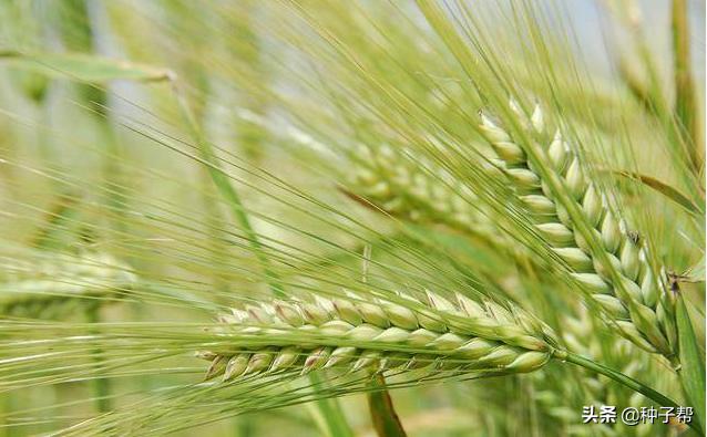 饲用大麦品种,饲用大麦种子