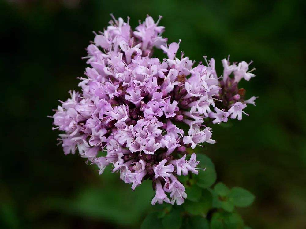 家里养的驱蚊植物叫什么草,适合户外庭院种的驱蚊草