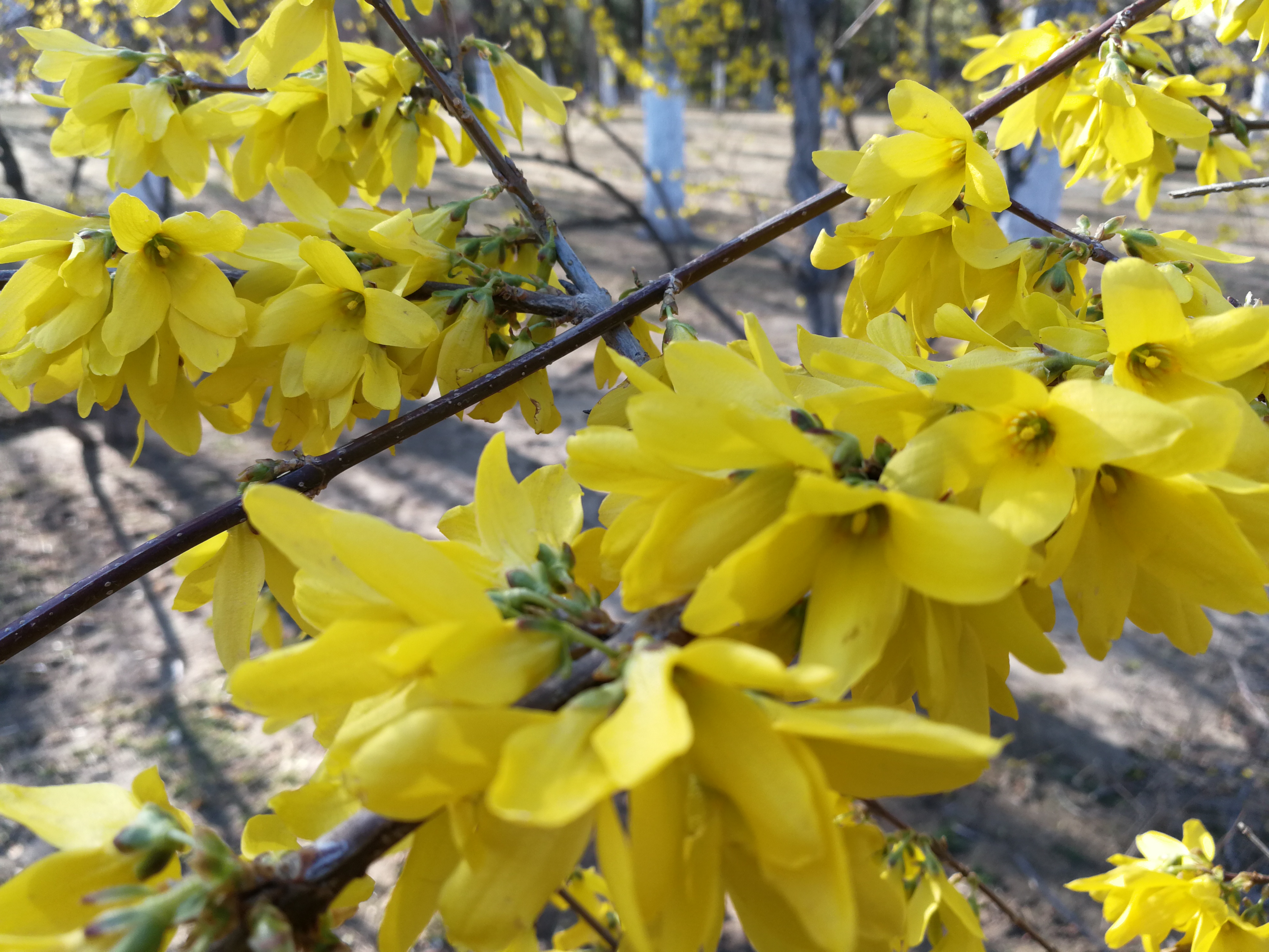 申办*款贷**要先交会员费和放款服务费，这是网络*款贷***局骗**的什么坑？