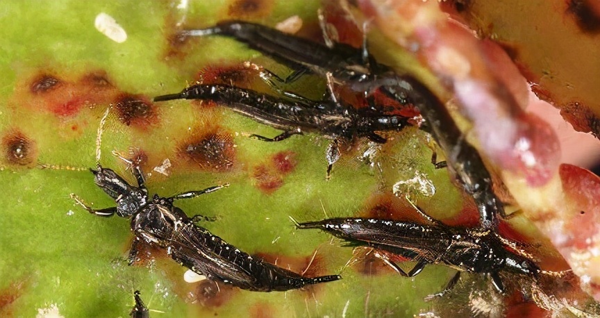 盘点养花中10大虫害,养花一定要认识的7种病虫害