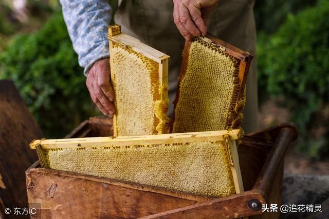 取蜜要怎样避免给蜂群带来麻烦，也不给自己带来麻烦？
