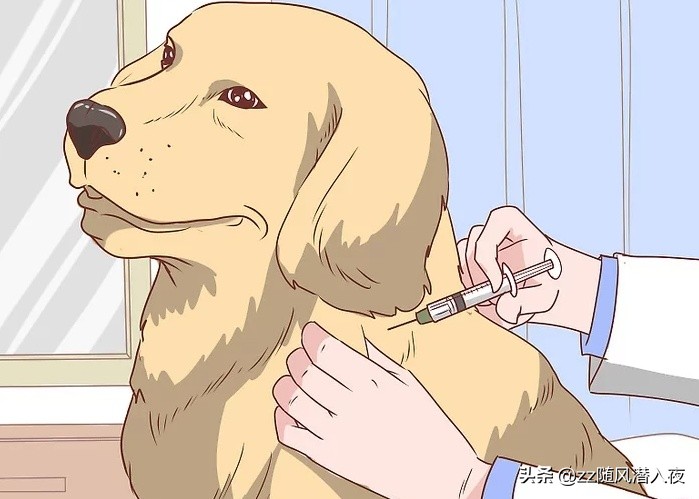 狗咬狗狗的伤口怎么处理,狗被狗咬的伤口肿了怎么办