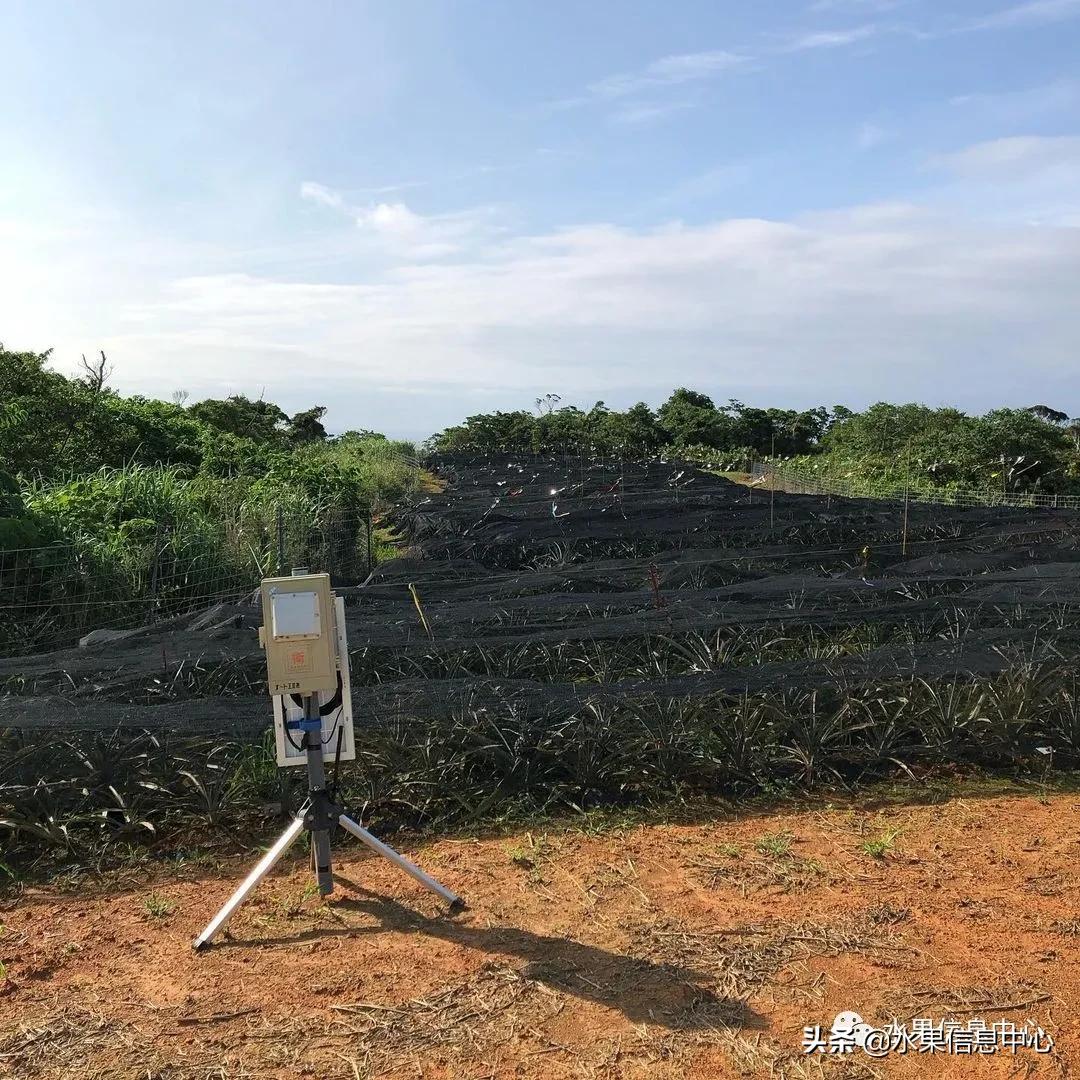日本进口的菠萝,日本菠萝