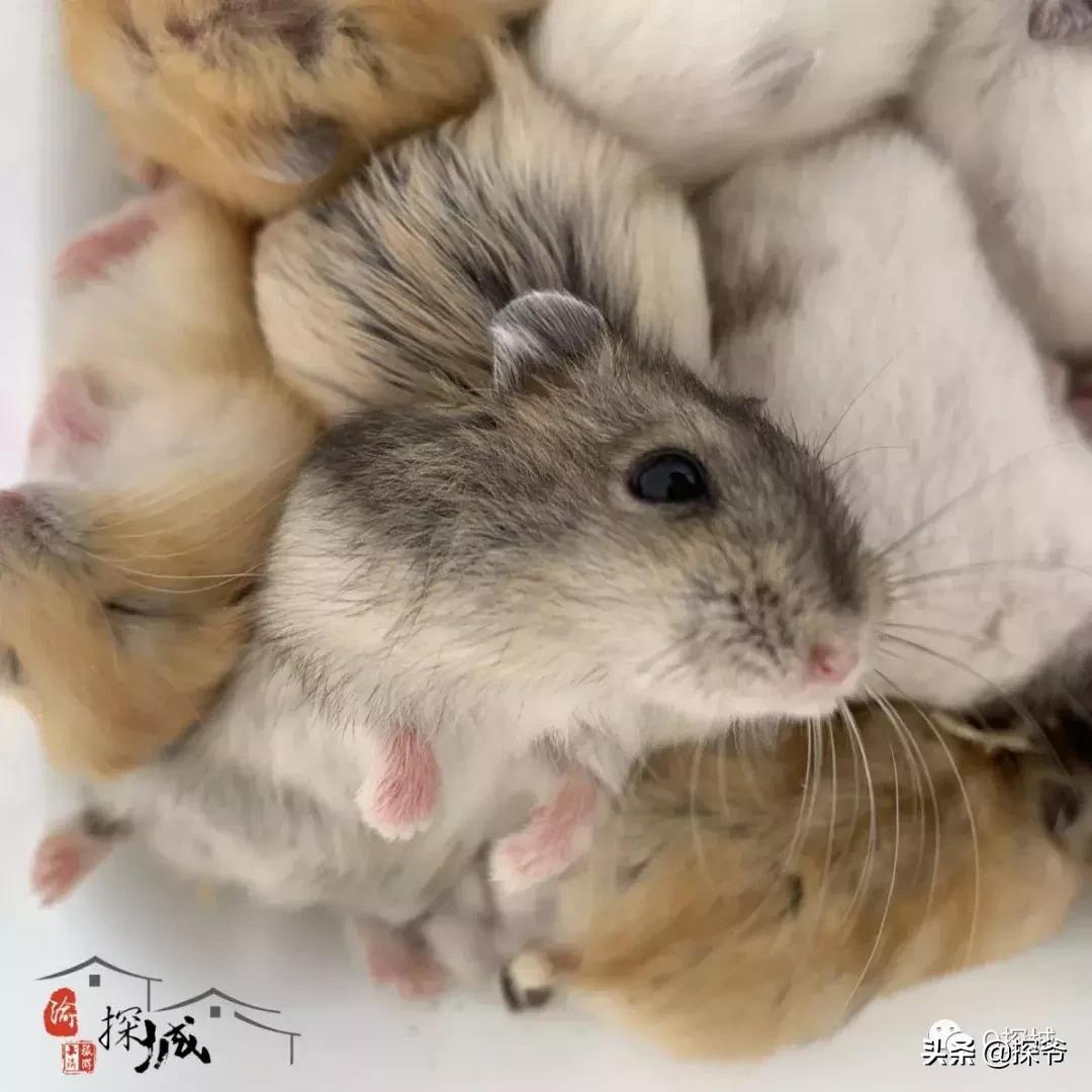 适合遛娃的地方重庆绿色星球,重庆150米神秘花园