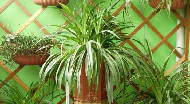 养花的土怎么才能改善酸性土壤,想要土壤疏松透气加什么