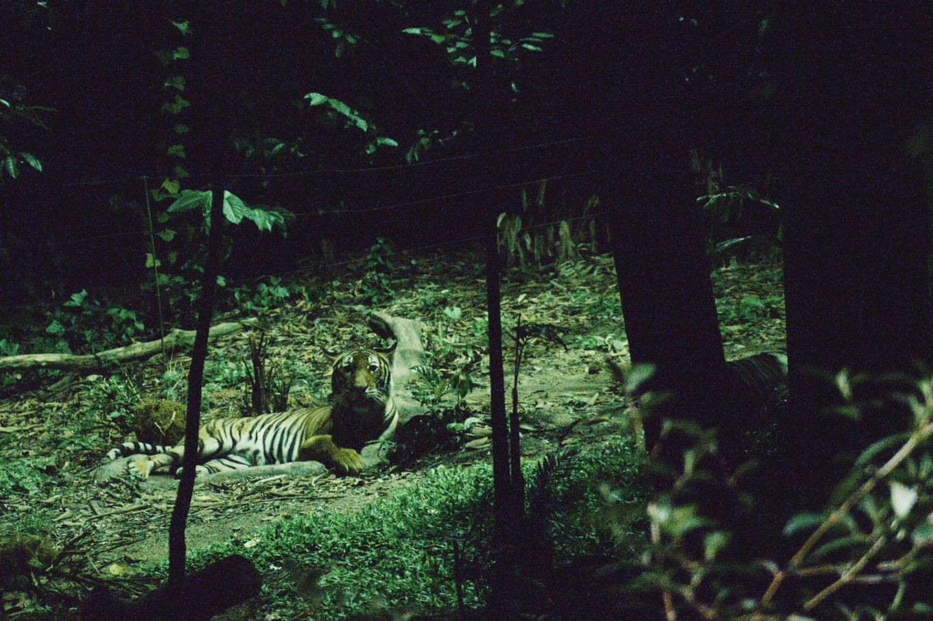 中国蝙蝠动物园,中国有蝙蝠的动物园