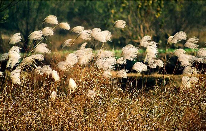 漫天香氛醉人~杭州的秋天从不让人失望!13个地方,秒出大片