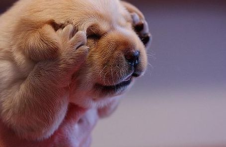 狗狗腹泻怎么喂速诺,狗狗拉肚子怎么哄狗狗喝水