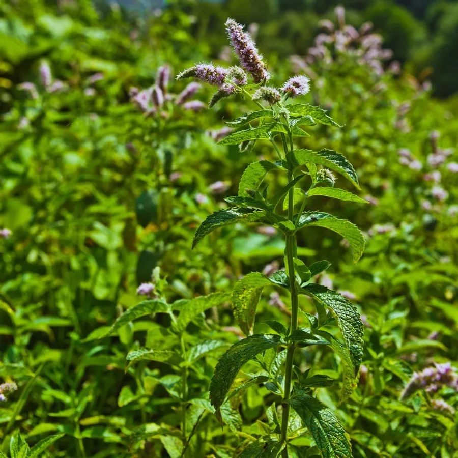 薄荷盆栽有香味吗,买的薄荷盆栽叶子怎么没有清凉味