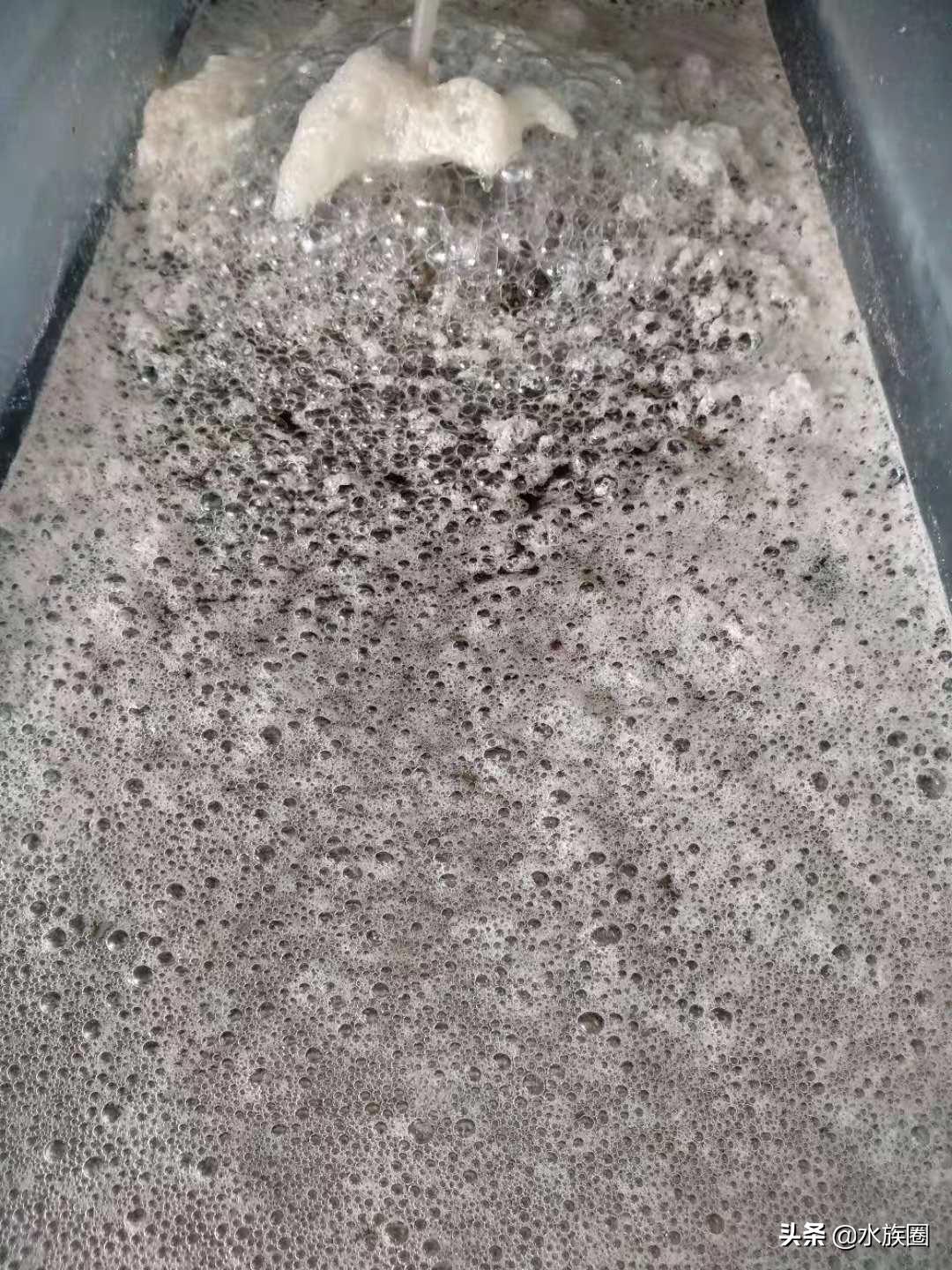 养孔雀鱼家中应该常备什么药？