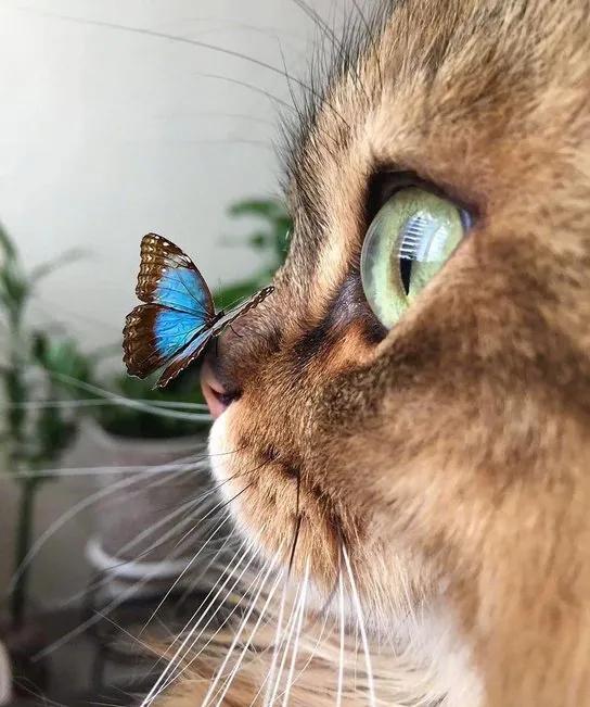 猫咪眼中的漂亮猫咪是什么样的,猫咪猫眼照片